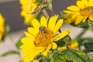 Sonnenblume mit Biene