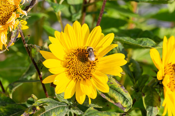 Sonnenblume mit Biene