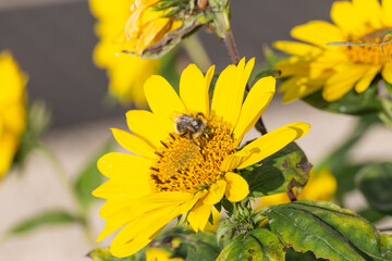 Sonnenblume mit Biene