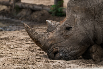 Naklejka premium Close-up view of white rhinoceros (Ceratotherium simum, also known as white rhino) lying on ground in a sunny summer day. Soft focus. Animal portrait theme.