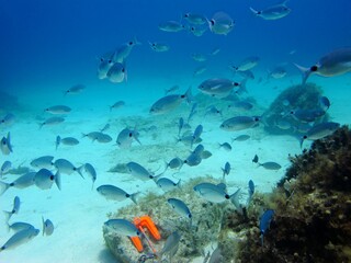 Orange boat anchor, undersea landscape with rocks and swimming school of fish. Underwater photo from scuba diving, exploring the ocean. Fish in the sea, travel photo. Marine life, scuba diving trip.