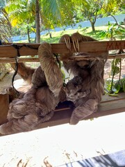 Family of sloths at a nature reserve in Roatan  © Courtney