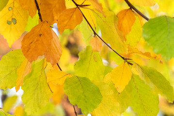 autumn leaves on a tree