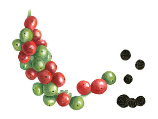 Bunch of allspice berries. Red, green and dried black peppers. Berry at different stages of ripening. Fresh and spice. Watercolor illustration. Elements for decor, cooking recipe, book or menu