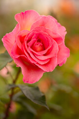 Closeup of a single flower of Rosa 'Pink Paradise'