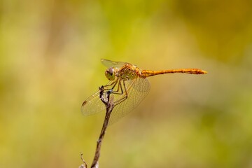 Une libellule prend une pause  © Pascal