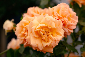 Closeup of flowers of Rosa 'Lady Marmalade'