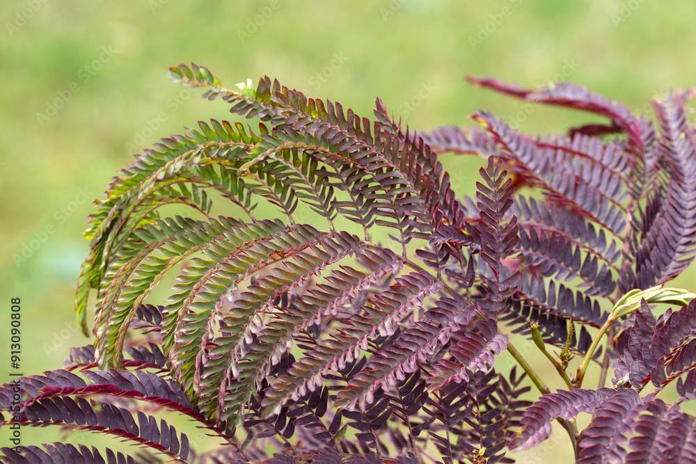 Wall mural closeup of foliage of albizia julibrissin 'summer chocolate' in a garden in summer