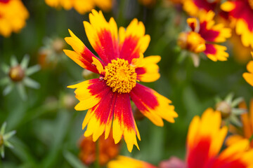 Closeup of flowers of Coreopsis 'UpTick Gold and Bronze'