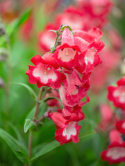 Closeup of flower stems of Penstemon 'Arabesque Red'