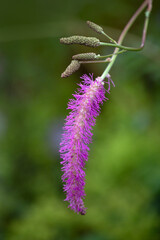 Closeup of flowers of Sanguisorba hakusanensis 'Lilac Squirrel'