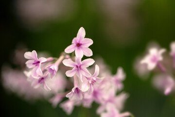 Closeup of flowers of Tulbaghia 'Purple Eye' in summer