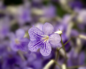 Closeup of a flowers of Cape primrose (Streptocarpus 'Bethan') © Chris Lawrence