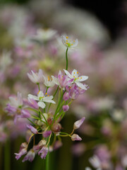 Closeup of flowers of Rosy-flowered Garlic (Allium roseum) 