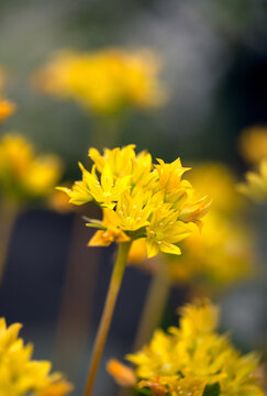 Closeup of flower of yellow garlic (Allium moly 'Jeannine')
