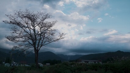 Fototapeta premium tree, summer, village, hakuba
