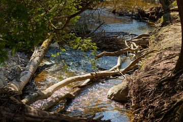 Smaller creek flowing through the forest