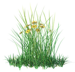 A grass patch with yellow daisy flowers. 3D illustration with transparent background. 