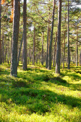 Fototapeta premium Pine forest at Sandhamn in Stockholm archipelago