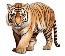 PNG Wildlife animal mammal tiger.