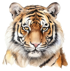 Fototapeta premium PNG Wildlife animal mammal tiger.