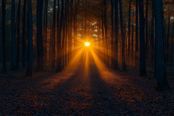 Fototapeta premium Golden Sunset Rays in Forest: Wide-Angle View with Light Filtering Through Trees