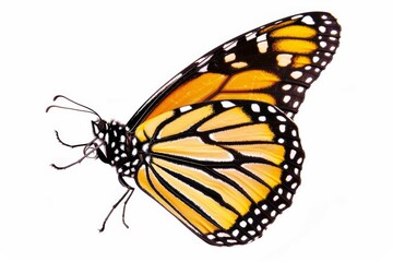 Fototapeta premium A butterfly with black and orange wings is flying in the air. The butterfly is the main focus of the image, and it is in motion. The colors of the butterfly's wings create a sense of vibrancy