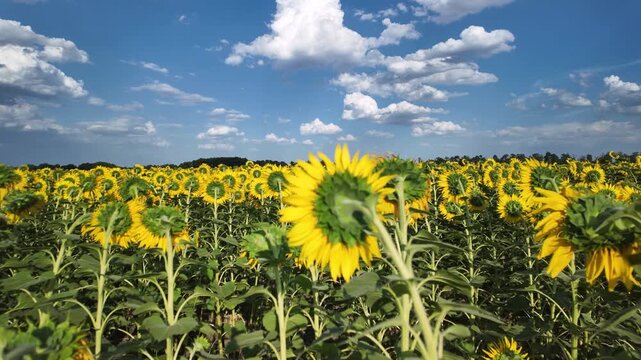 Beautiful fields with sunflowers in the summer. Blue Sky with White Clouds. Timelapse.
