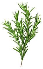Fototapeta premium PNG Rosemary plant green herbs.