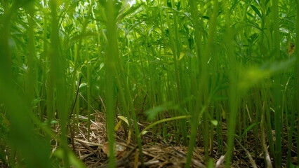 Low-angle view of lush, green plants growing densely in a forest, highlighting natural beauty and growth in a fresh environment.