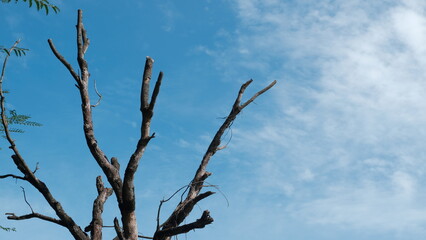 A bare tree branch extends into a clear blue sky with scattered clouds, creating a serene and peaceful natural scene.