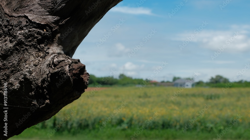 Poster a close-up of a tree trunk with a blurred background of a sunny field and distant buildings under a 