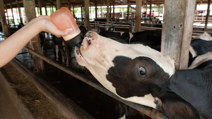 A person feeding a dairy calf in a barn with a baby bottle. The black and white calf eagerly drinks...