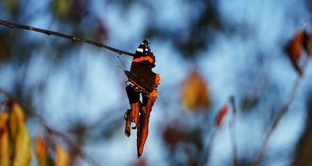 Motyl usiadł na zeschniętym liściu. Na pierwszym planie piękny motyl, w tle widać rozmazane liście na drzewie. Jesień, liście i motyl. © Adam