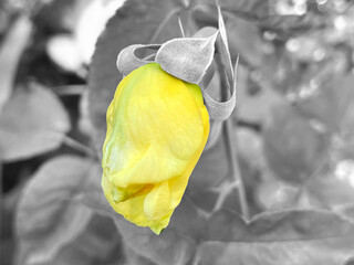 Color image of closed yellow rosebud on black and white background.