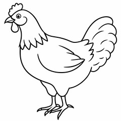 Dibujo de una gallina real line art vector