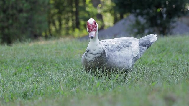 Slow Motion shot of a Male Muscovy Duck Walking and Looking at Camera