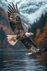 Fototapeta premium Eagle catches fish from the water, flying over the lake at sunset.