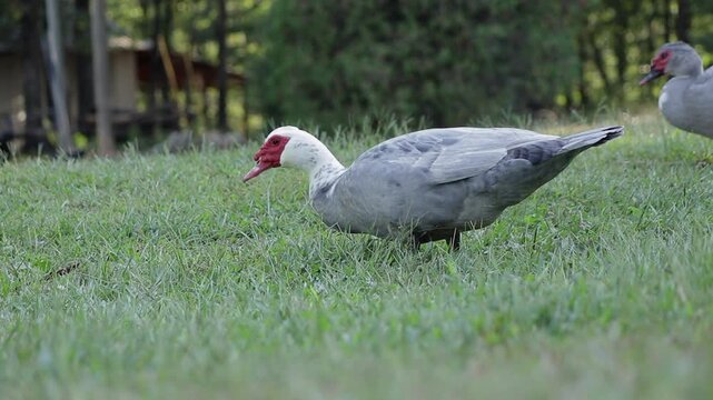 Slow Motion shot of a Male Muscovy Duck Walking and Drinking from the Wet Ground