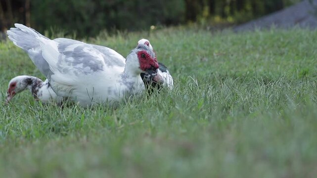 Slow Motion shot of a Small Flock of Muscovy Ducks Grazing the Grass Outside