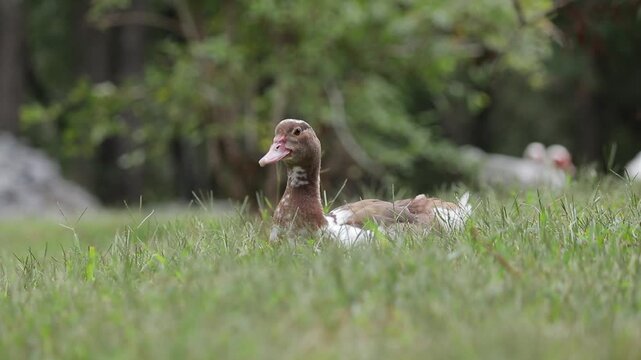 Slow Motion shot of a Small Brown Muscovy Duckling Lying in the Grass Looking at Camera