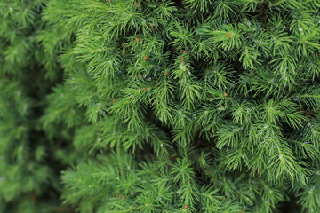 Small needles on branches of Canadian Conica close up