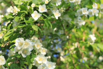 Bushes of blooming scented philadelphus coronarius in the spring garden