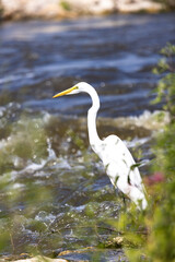 Great Egret Bird In River In Illinois