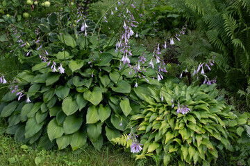 Perennial hosta plant with flowers in a summer garden
