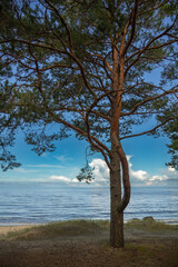 Classical Baltic beach landscape. Wild nature