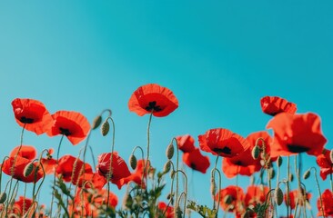 Fototapeta premium field of vibrant red poppies under the clear blue sky