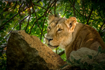 female lion hiding in the bushes