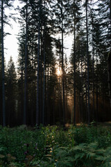 Fototapeta premium Austria / Italy