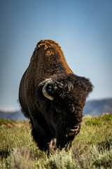 Buffalo close-up in Yellowstone National Park looking to the camera © Don Nikola